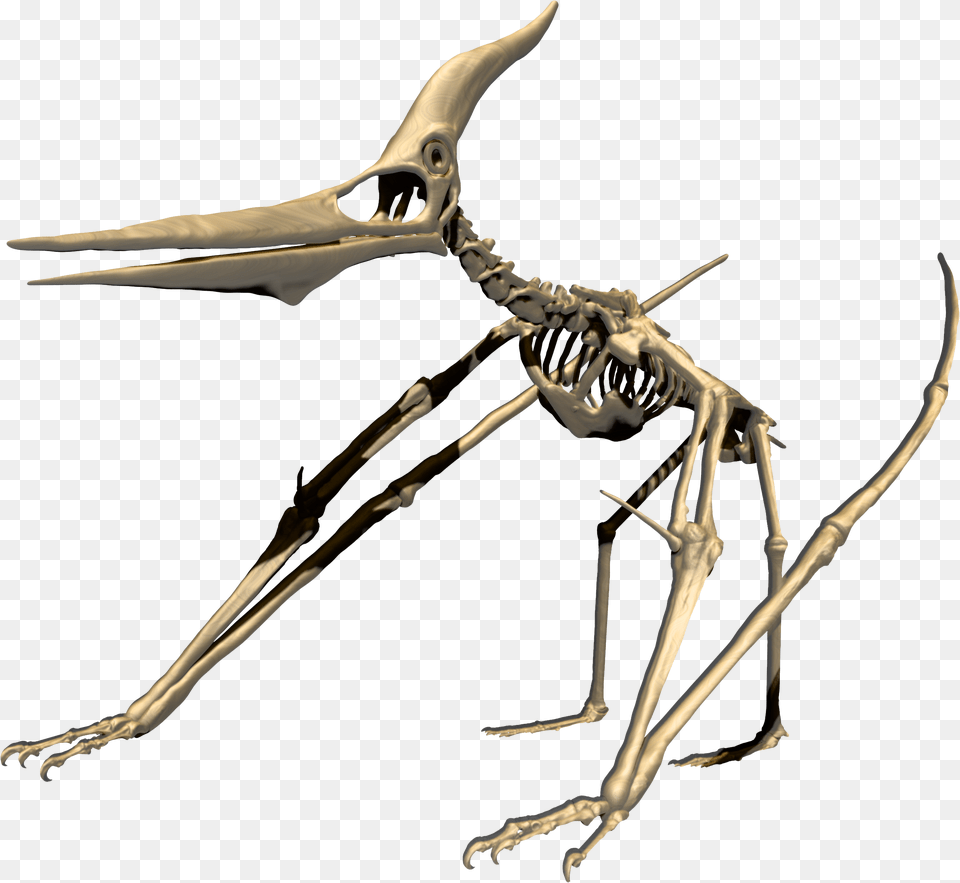 Flying Dinosaur 3d Print, Skeleton, Animal, Reptile Png Image