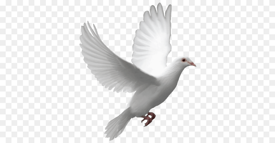 Flying Dove, Animal, Bird, Pigeon Png Image