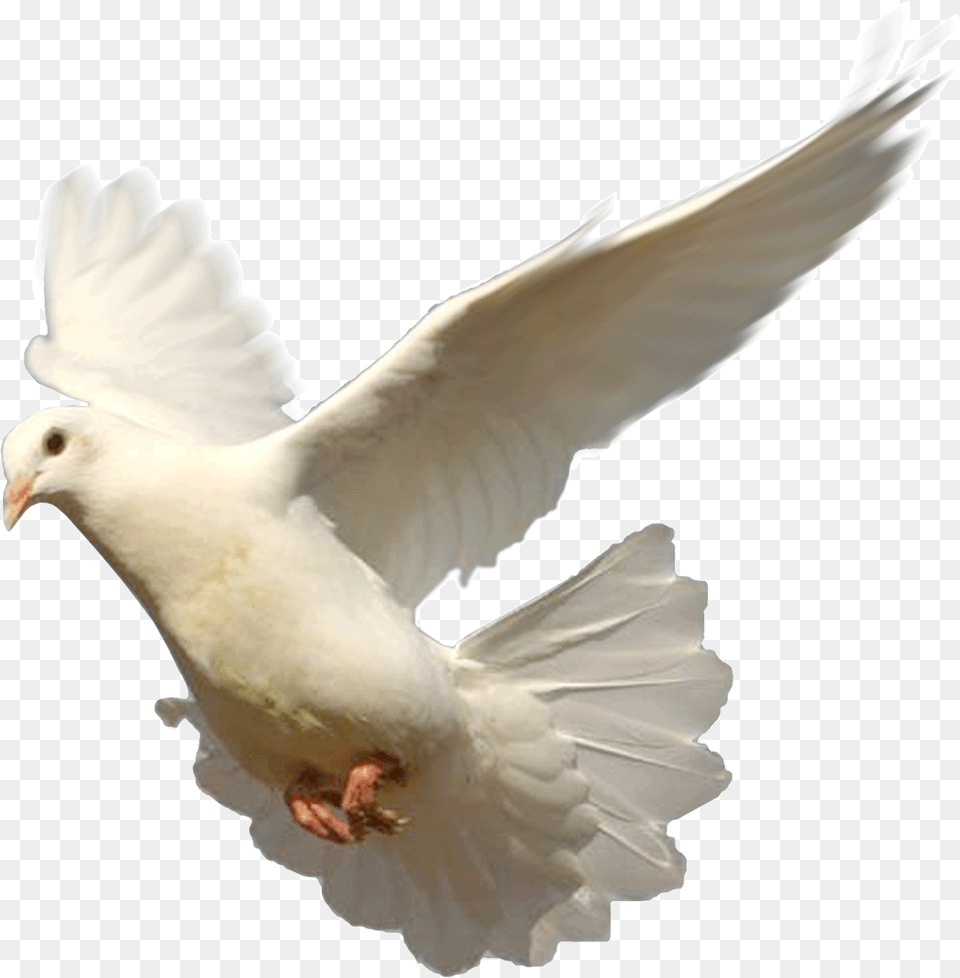 Flying Dove, Animal, Bird, Pigeon Free Png Download