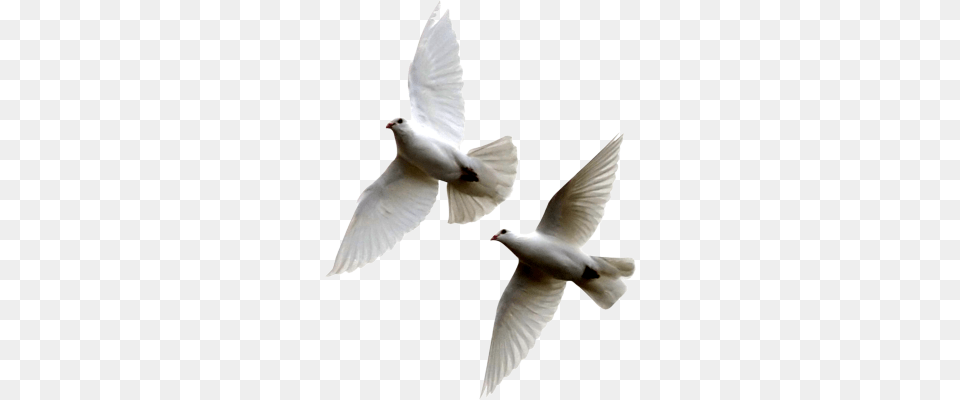 Flying Dove, Animal, Bird, Pigeon Free Png