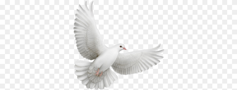 Flying Dove Animation, Animal, Bird, Pigeon Free Png