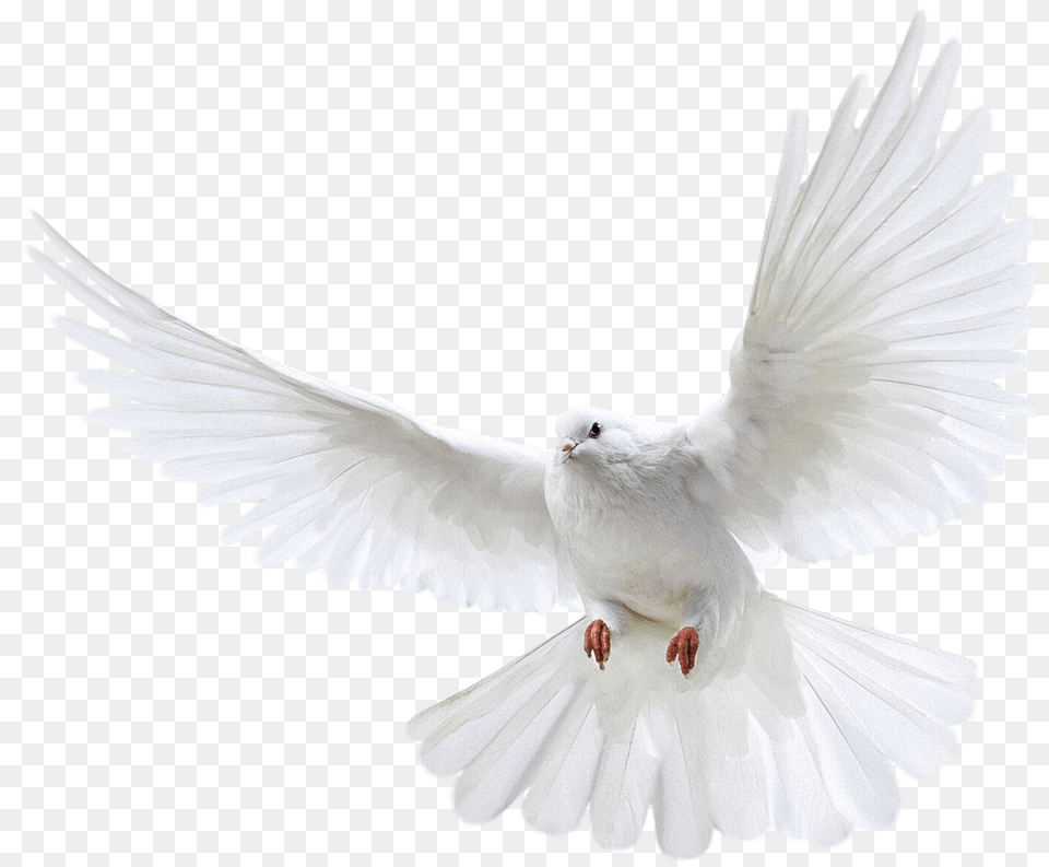 Flying Dove For On Mbtskoudsalg Transparent Background Flying Pigeon, Animal, Bird Free Png Download