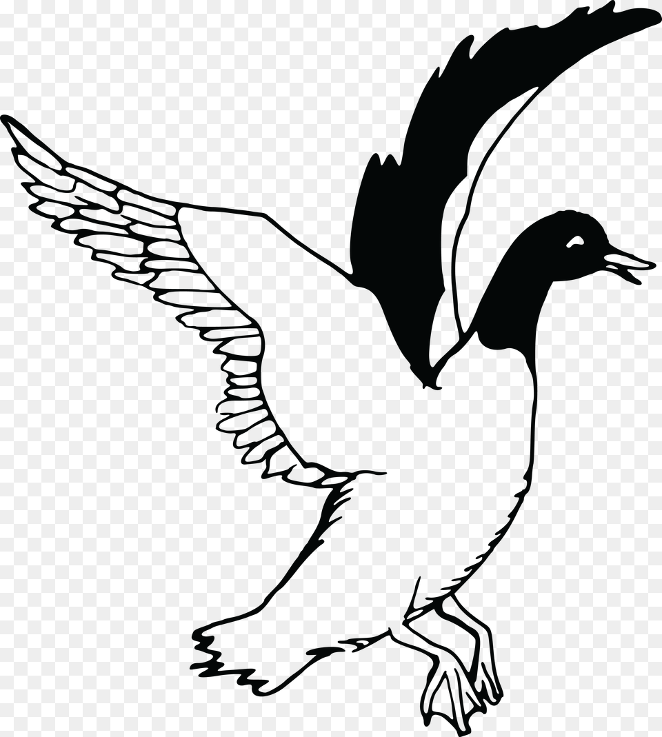 Flying Drawing At Getdrawings Clipart Black And White Swans, Animal, Bird, Goose, Waterfowl Free Transparent Png