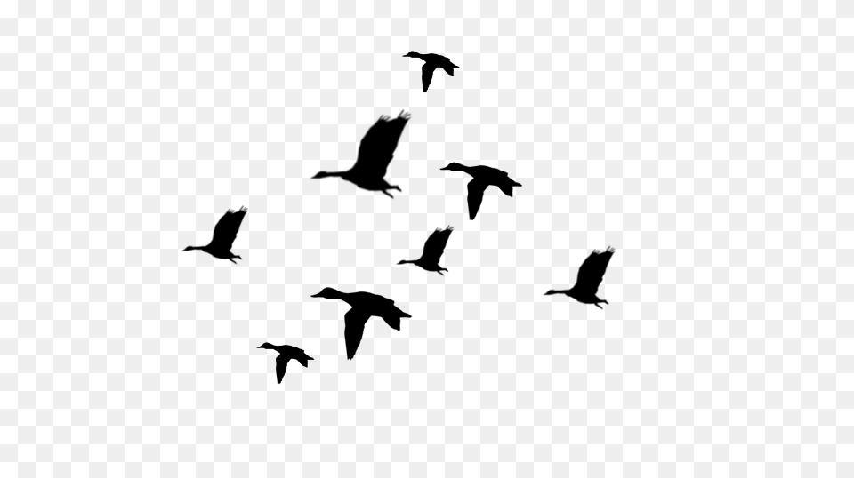 Flying Duck Silhouette, Gray Png