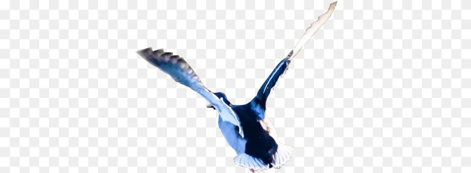 Flying Duck Transparent Background Bird Flying Duck Transparent, Animal, Jay, Pigeon Free Png