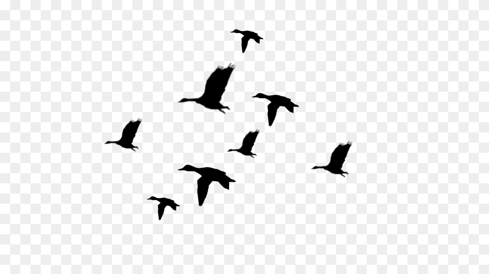 Flying Ducks Silhouette, Gray Png Image