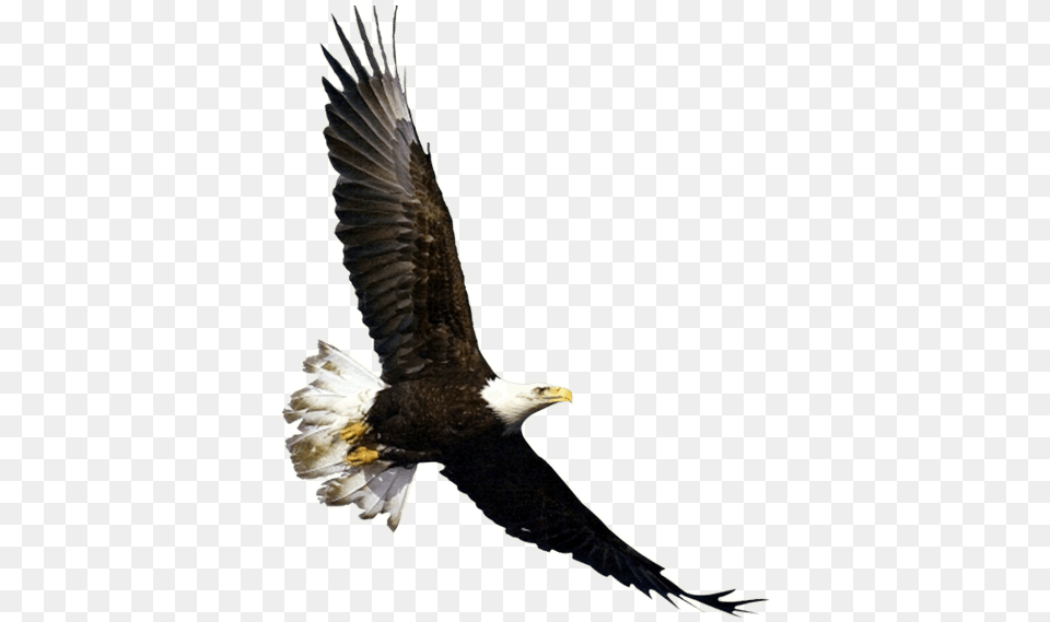 Flying Eagle Bird Fly In The Sky, Animal, Bald Eagle Png Image