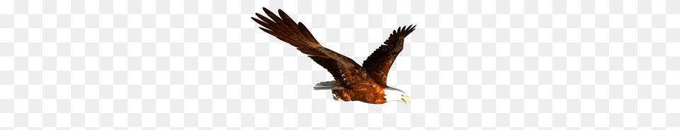 Flying Eagle Clipart, Animal, Beak, Bird, Kite Bird Png