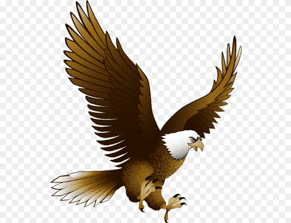 Flying Eagle Clipart, Animal, Bird, Bald Eagle Free Transparent Png