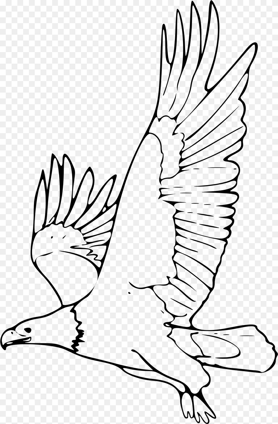 Flying Eagle Clipart Black And White Animales En Peligro De Extincion Dibujos, Gray Free Png