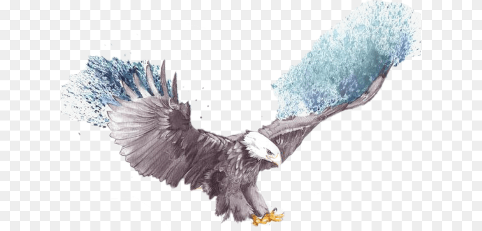 Flying Eagle Eagle Sketch, Animal, Bird, Bald Eagle Free Png Download