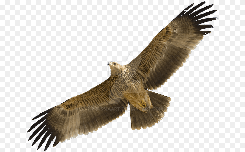 Flying Eagle Eastern Imperial Eagle Flight, Animal, Bird, Kite Bird, Vulture Free Png