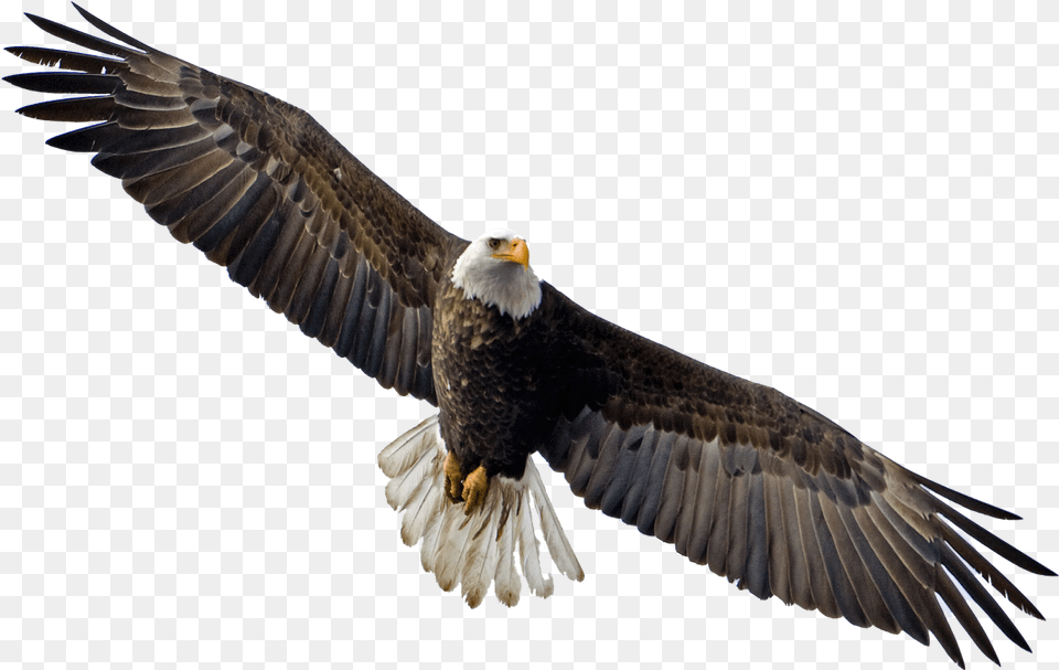 Flying Eagle Flying Eagle Transparent Background, Animal, Bird, Bald Eagle, Beak Png