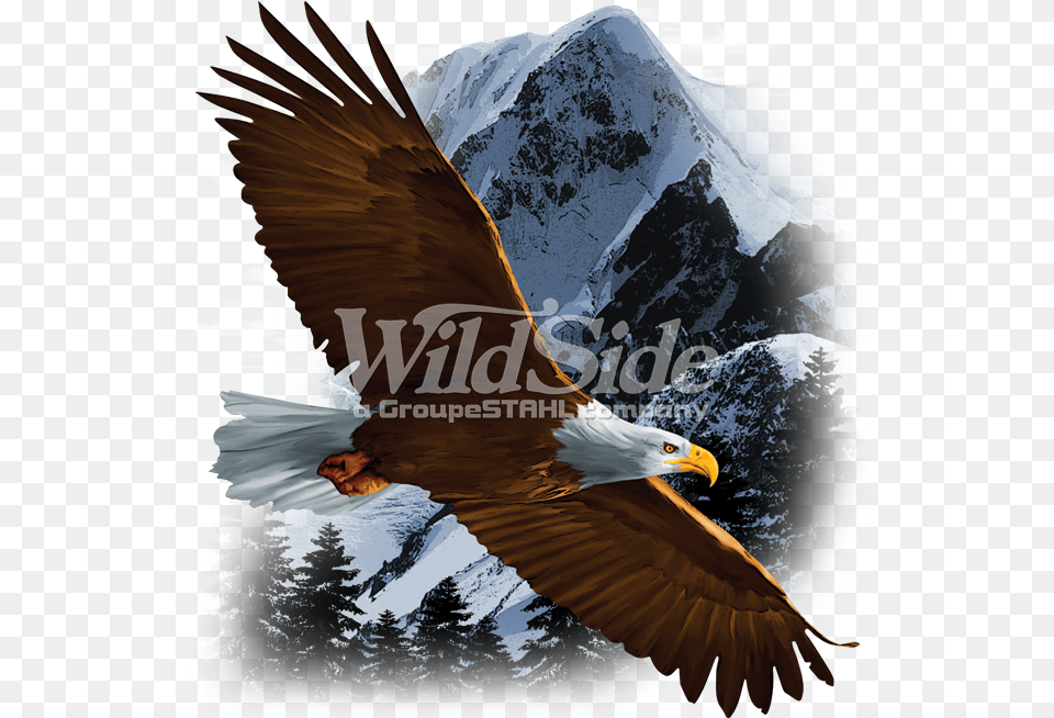 Flying Eagle Over Snow Mountain Sweatshirt In White With Animal Nature Scene Model, Bird, Bald Eagle, Beak Png Image