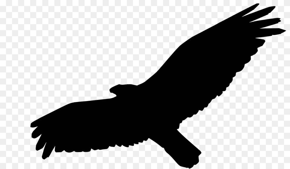 Flying Eagle Silhouette, Animal, Bird, Vulture, Hawk Free Transparent Png