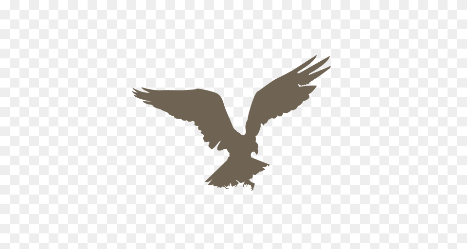 Flying Eagle Silhouette, Animal, Bird, Kite Bird Free Transparent Png