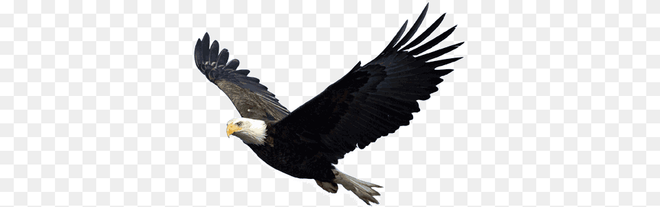 Flying Eagle Transparent, Animal, Bird, Bald Eagle, Beak Free Png Download