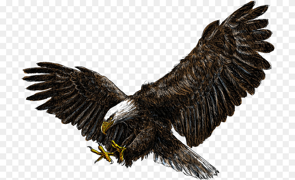 Flying Eagles Download Bald Eagle White Background, Animal, Bird, Vulture Png Image