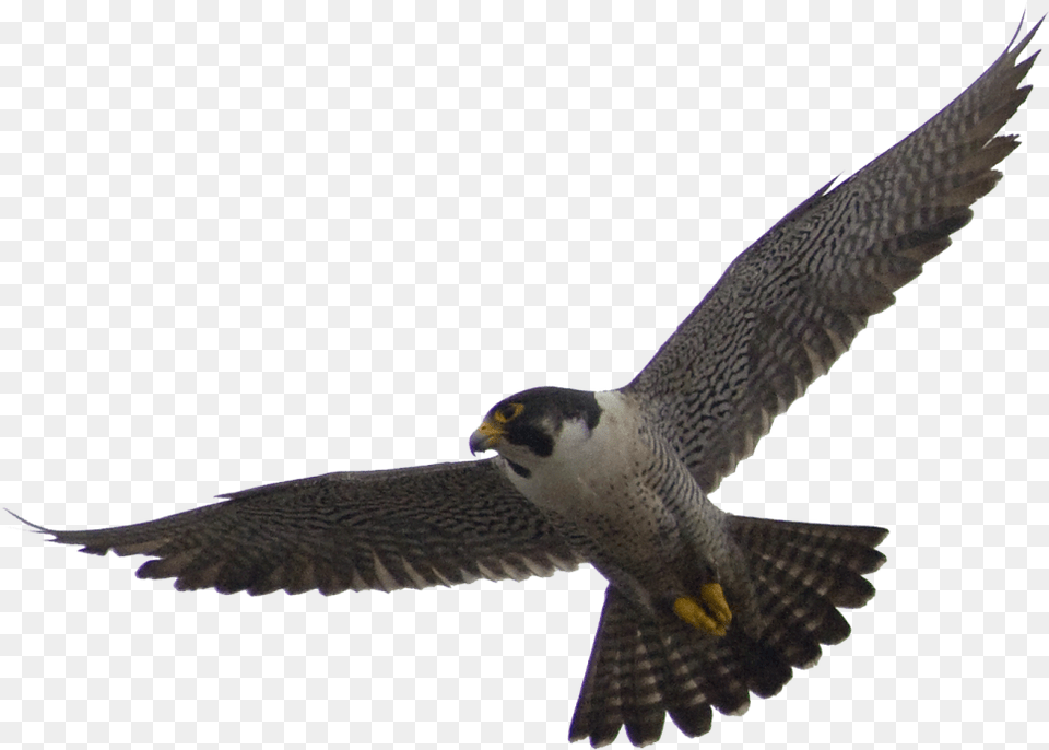 Flying Falcon Bird 9 Falcon Background, Accipiter, Animal, Hawk, Buzzard Png Image