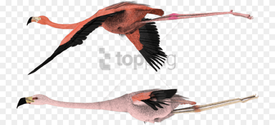 Flying File Starling Flying Flying Flamingo, Animal, Beak, Bird, Fish Png