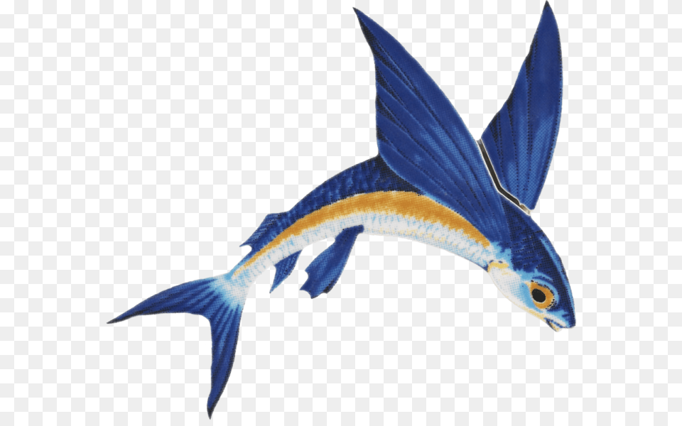 Flying Fish Clipart Download Flying Fish, Animal, Sea Life Png Image