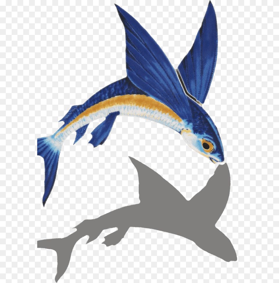 Flying Fish Gif, Animal, Sea Life, Shark Png Image
