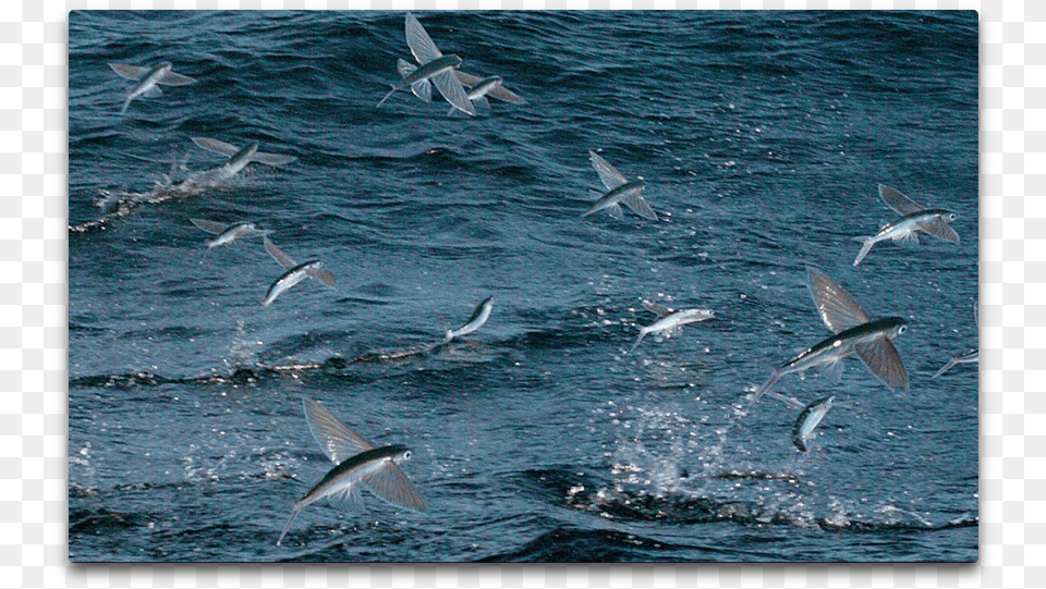 Flying Fish School Flying Fish Maldives, Animal, Bird, Sea, Outdoors Free Transparent Png