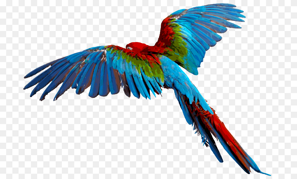 Flying Flying Colourful Birds, Animal, Bird, Macaw, Parrot Free Png Download