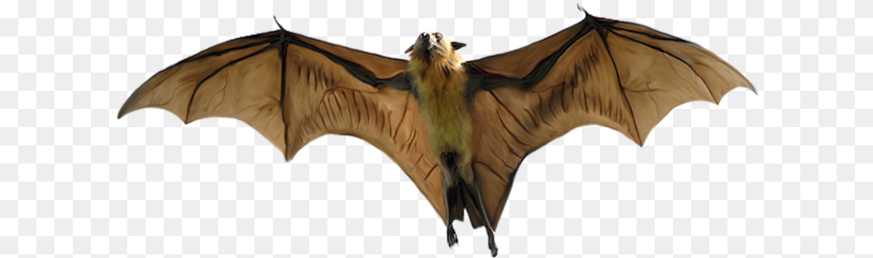 Flying Fox Bat Clipart, Animal, Mammal, Wildlife, Canine Free Png Download