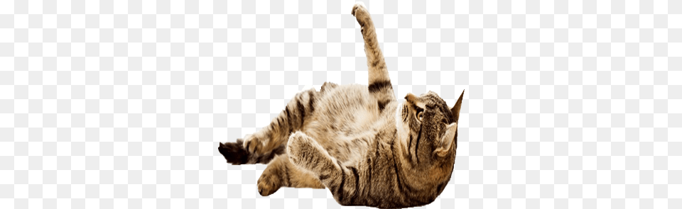 Flying Fur Domestic Cat, Person, Sleeping, Pet, Animal Free Transparent Png