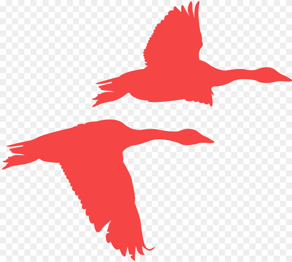 Flying Geese Silhouette, Animal, Bird, Flamingo Png