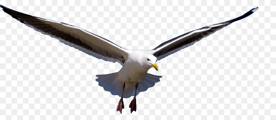 Flying Gull Bird Picture 5 Bird Flying In River, Animal, Seagull, Waterfowl, Beak Free Transparent Png