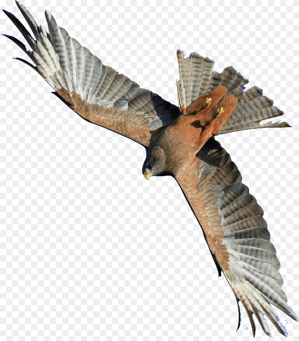 Flying Hawk Image Flying Hawk, Accipiter, Animal, Bird, Kite Bird Png