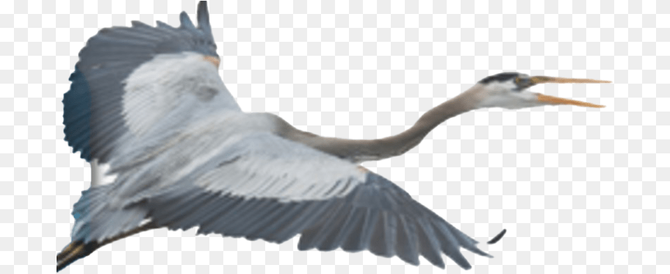 Flying Heron Clipart Transparent Blue Heron, Animal, Bird, Crane Bird, Waterfowl Png Image