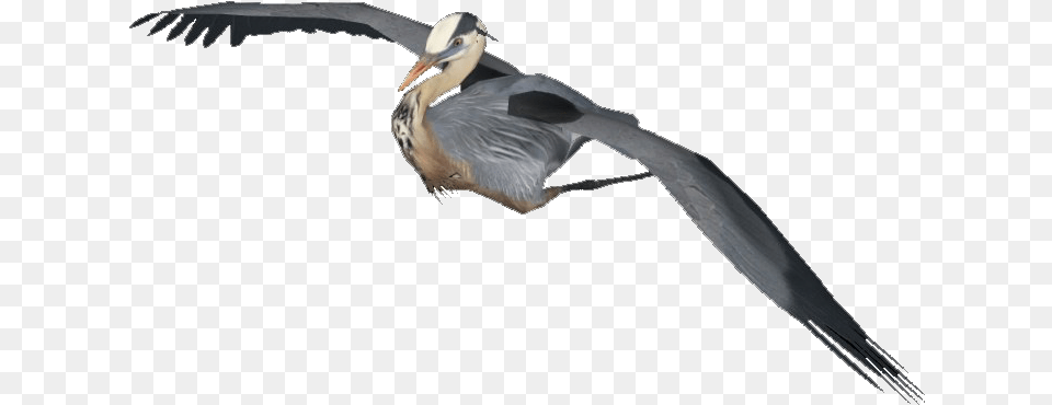 Flying Heron Image Flying Heron, Animal, Beak, Bird, Waterfowl Png