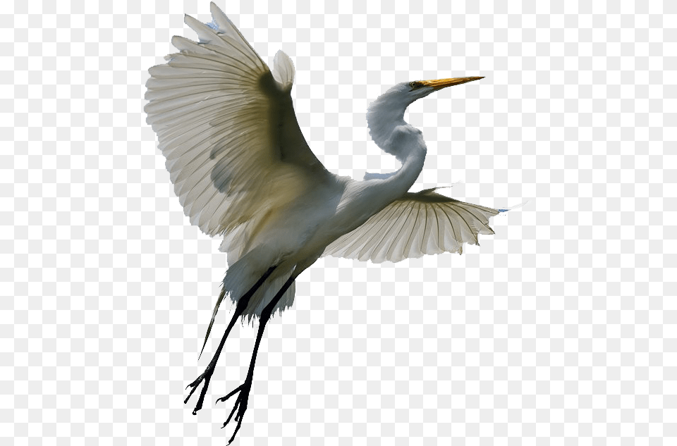 Flying Heron Transparent Egret, Animal, Bird, Waterfowl, Crane Bird Png Image