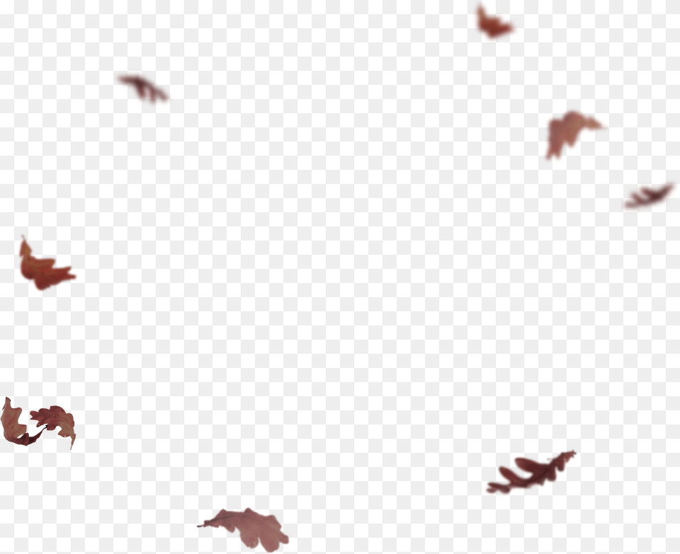 Flying Leaves Autumn Leaves Falling, Leaf, Plant Png Image