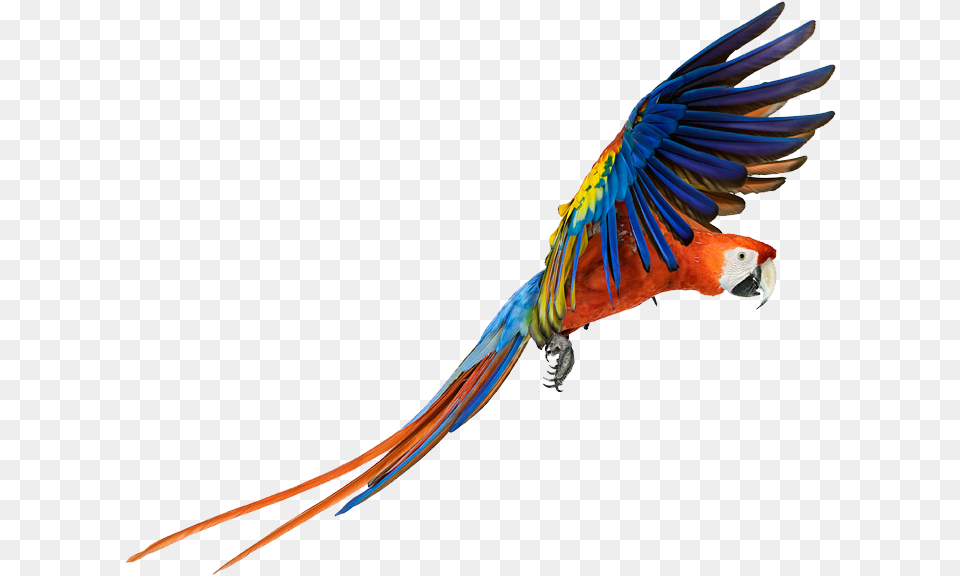 Flying Macaw, Animal, Bird, Parrot Free Transparent Png