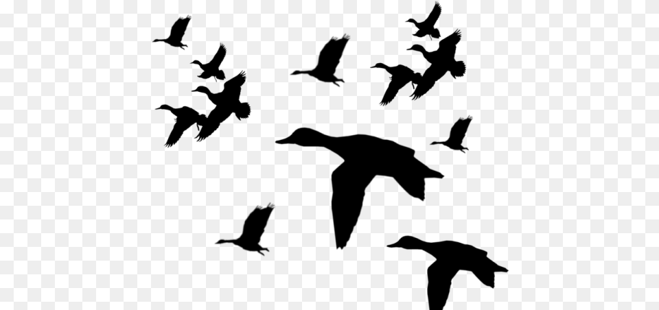 Flying Mallard Duck Silhouette, Gray Free Png