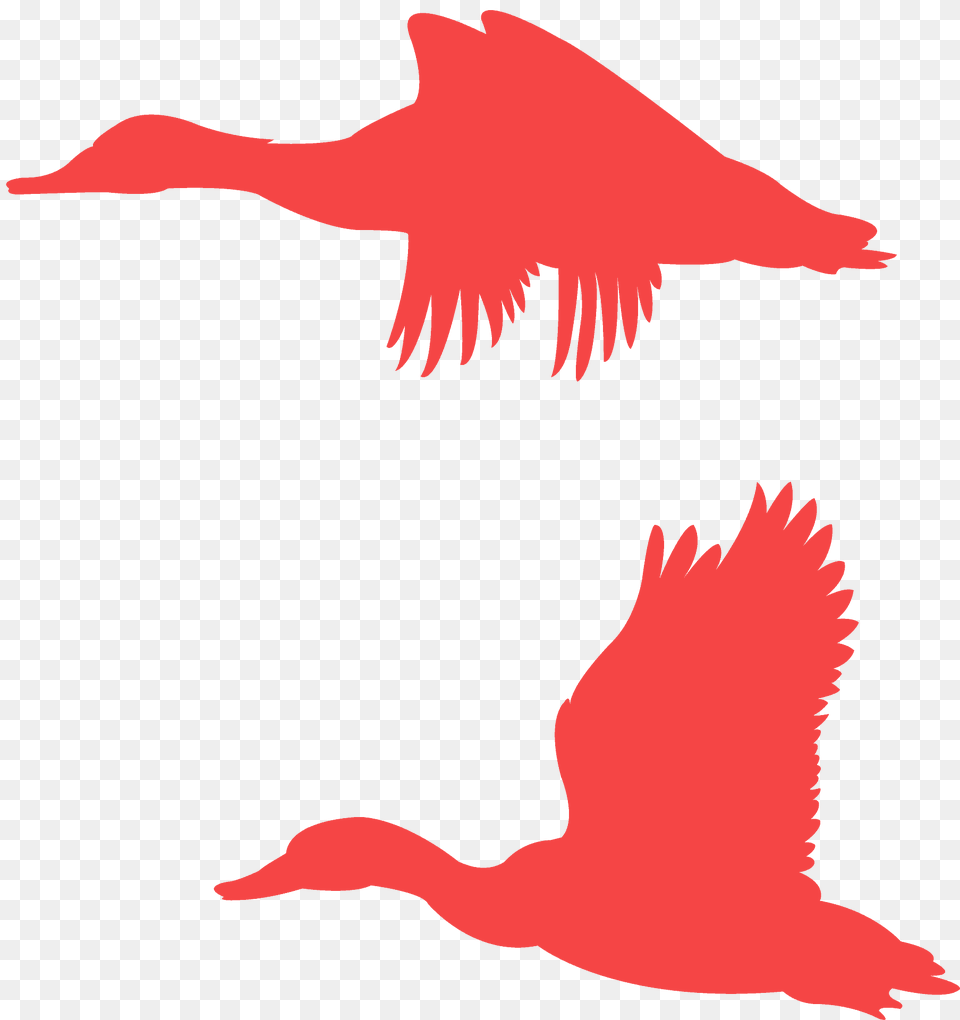 Flying Mallard Ducks Silhouette, Animal, Bird, Fish, Sea Life Free Png Download