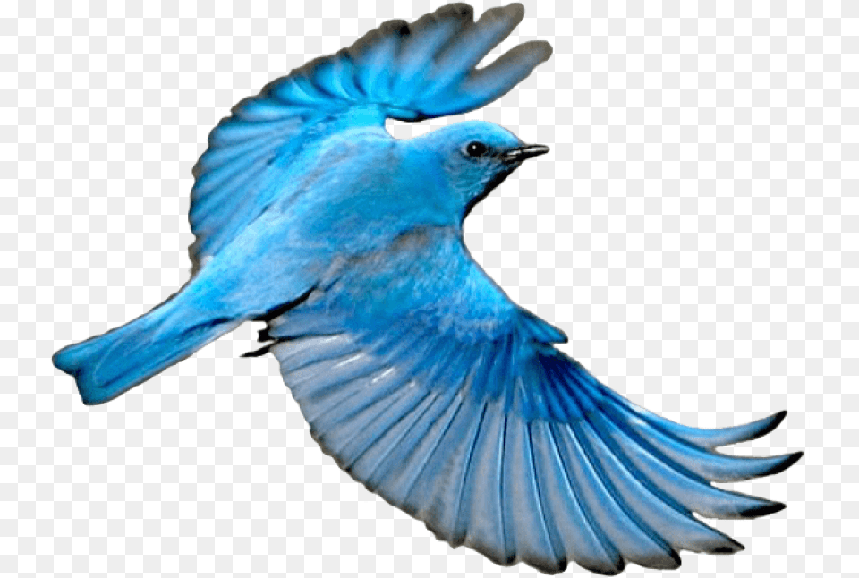 Flying Mountain Blue Blue Bird Flying, Animal, Bluebird, Blue Jay, Jay Free Png Download