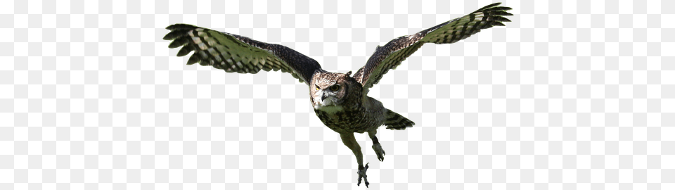 Flying Owl, Animal, Bird, Beak Free Png Download