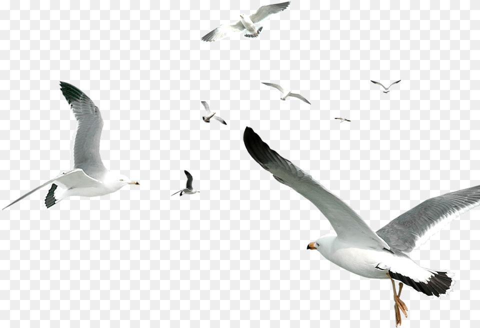 Flying Owl Clipart Black And White White Birds Flying, Animal, Beak, Bird, Seagull Free Png Download