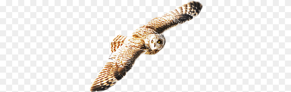 Flying Owl Owl, Animal, Bird, Beak, Hawk Free Transparent Png