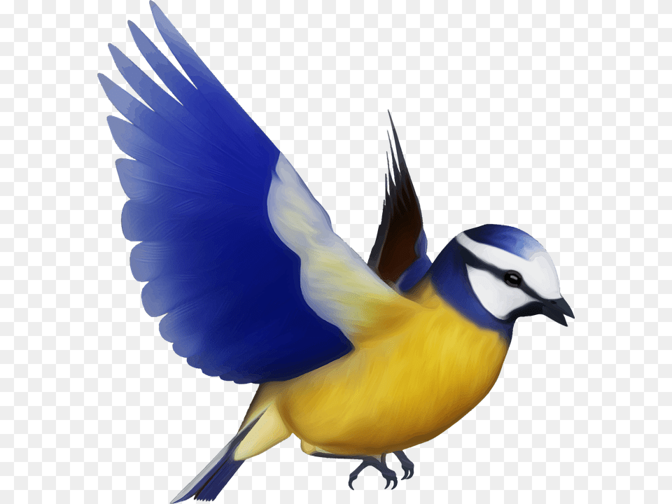 Flying Parrot, Animal, Bird, Finch, Jay Free Png