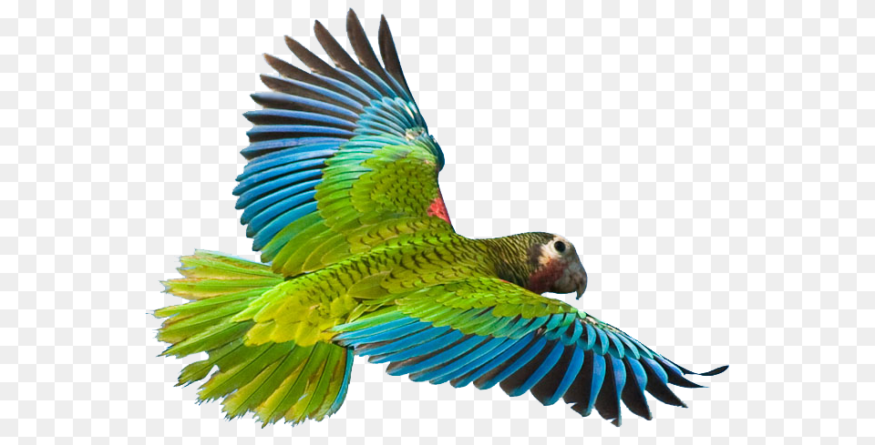 Flying Parrot, Animal, Bird Free Png Download