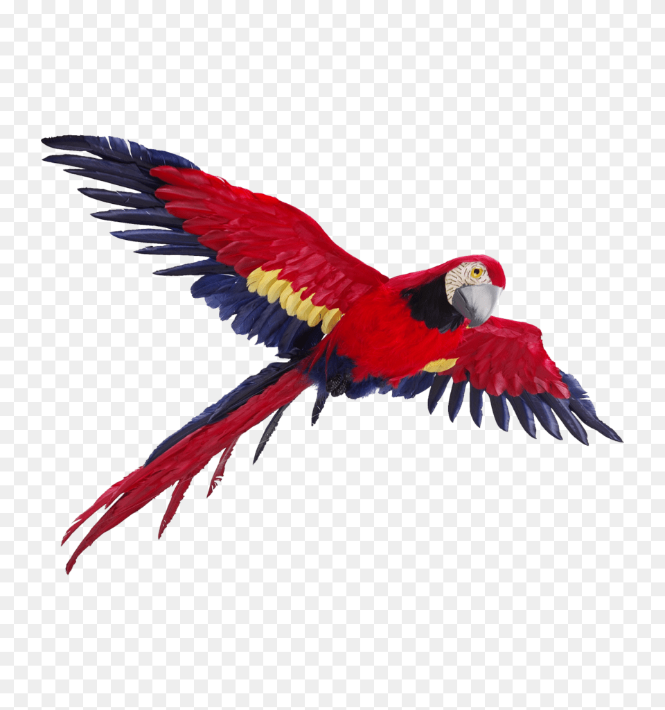 Flying Parrot, Animal, Bird, Macaw Free Png Download