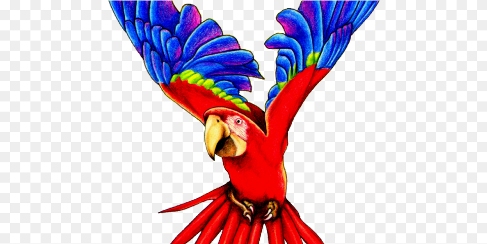 Flying Parrot Clipart, Plant, Animal, Bird, Macaw Free Transparent Png