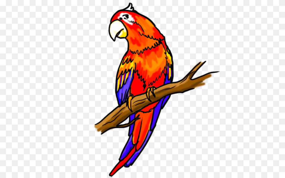 Flying Parrot Drawing, Animal, Bird, Macaw, Adult Png