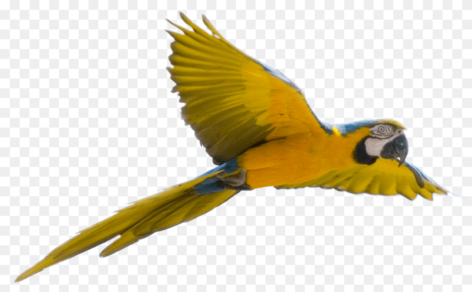 Flying Parrot Flying Bird Transparent Background, Animal, Macaw Png